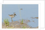 Side view of Killdeer wading in water by Anonymous