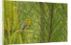 Side view of Prairie Warbler perching on twig by Anonymous
