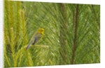Side view of Prairie Warbler perching on twig by Anonymous