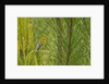 Side view of Prairie Warbler perching on twig by Anonymous