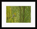 Side view of Prairie Warbler perching on twig by Anonymous
