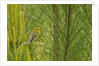 Side view of Prairie Warbler perching on twig by Anonymous