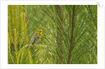 Side view of Prairie Warbler perching on twig by Anonymous