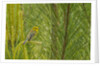 Side view of Prairie Warbler perching on twig by Anonymous