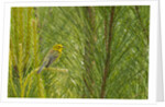 Side view of Prairie Warbler perching on twig by Anonymous
