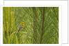 Side view of Prairie Warbler perching on twig by Anonymous
