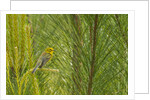 Side view of Prairie Warbler perching on twig by Anonymous