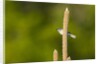 Side view of Bluegray Gnatcatcher perching on twig by Anonymous