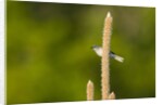 Side view of Bluegray Gnatcatcher perching on twig by Anonymous