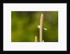 Side view of Bluegray Gnatcatcher perching on twig by Anonymous