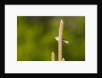 Side view of Bluegray Gnatcatcher perching on twig by Anonymous