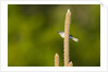 Side view of Bluegray Gnatcatcher perching on twig by Anonymous