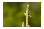 Side view of Bluegray Gnatcatcher perching on twig by Anonymous