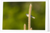 Side view of Bluegray Gnatcatcher perching on twig by Anonymous
