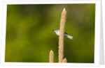 Side view of Bluegray Gnatcatcher perching on twig by Anonymous