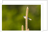 Side view of Bluegray Gnatcatcher perching on twig by Anonymous