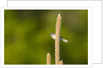 Side view of Bluegray Gnatcatcher perching on twig by Anonymous