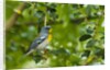 Side view of Northern Parula perching on twig by Anonymous