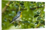Side view of Northern Parula perching on twig by Anonymous