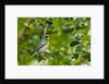 Side view of Northern Parula perching on twig by Anonymous