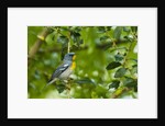 Side view of Northern Parula perching on twig by Anonymous