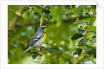 Side view of Northern Parula perching on twig by Anonymous