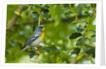 Side view of Northern Parula perching on twig by Anonymous