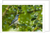 Side view of Northern Parula perching on twig by Anonymous