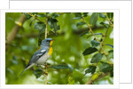 Side view of Northern Parula perching on twig by Anonymous