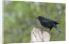 Bronzed Cowbird perching on tree trunk by Anonymous