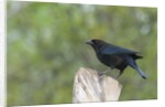 Bronzed Cowbird perching on tree trunk by Anonymous
