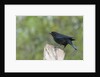 Bronzed Cowbird perching on tree trunk by Anonymous