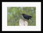 Bronzed Cowbird perching on tree trunk by Anonymous