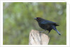 Bronzed Cowbird perching on tree trunk by Anonymous