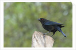 Bronzed Cowbird perching on tree trunk by Anonymous