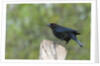 Bronzed Cowbird perching on tree trunk by Anonymous