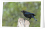 Bronzed Cowbird perching on tree trunk by Anonymous