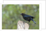 Bronzed Cowbird perching on tree trunk by Anonymous