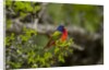 Painted Bunting perching on twig by Anonymous