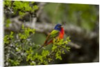 Painted Bunting perching on twig by Anonymous