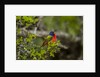 Painted Bunting perching on twig by Anonymous