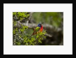 Painted Bunting perching on twig by Anonymous