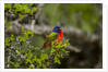Painted Bunting perching on twig by Anonymous