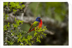 Painted Bunting perching on twig by Anonymous