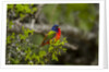 Painted Bunting perching on twig by Anonymous