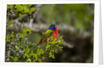 Painted Bunting perching on twig by Anonymous