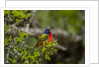 Painted Bunting perching on twig by Anonymous