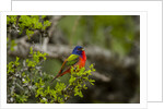 Painted Bunting perching on twig by Anonymous