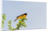 Baltimore Oriole by Anonymous