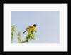 Baltimore Oriole by Anonymous